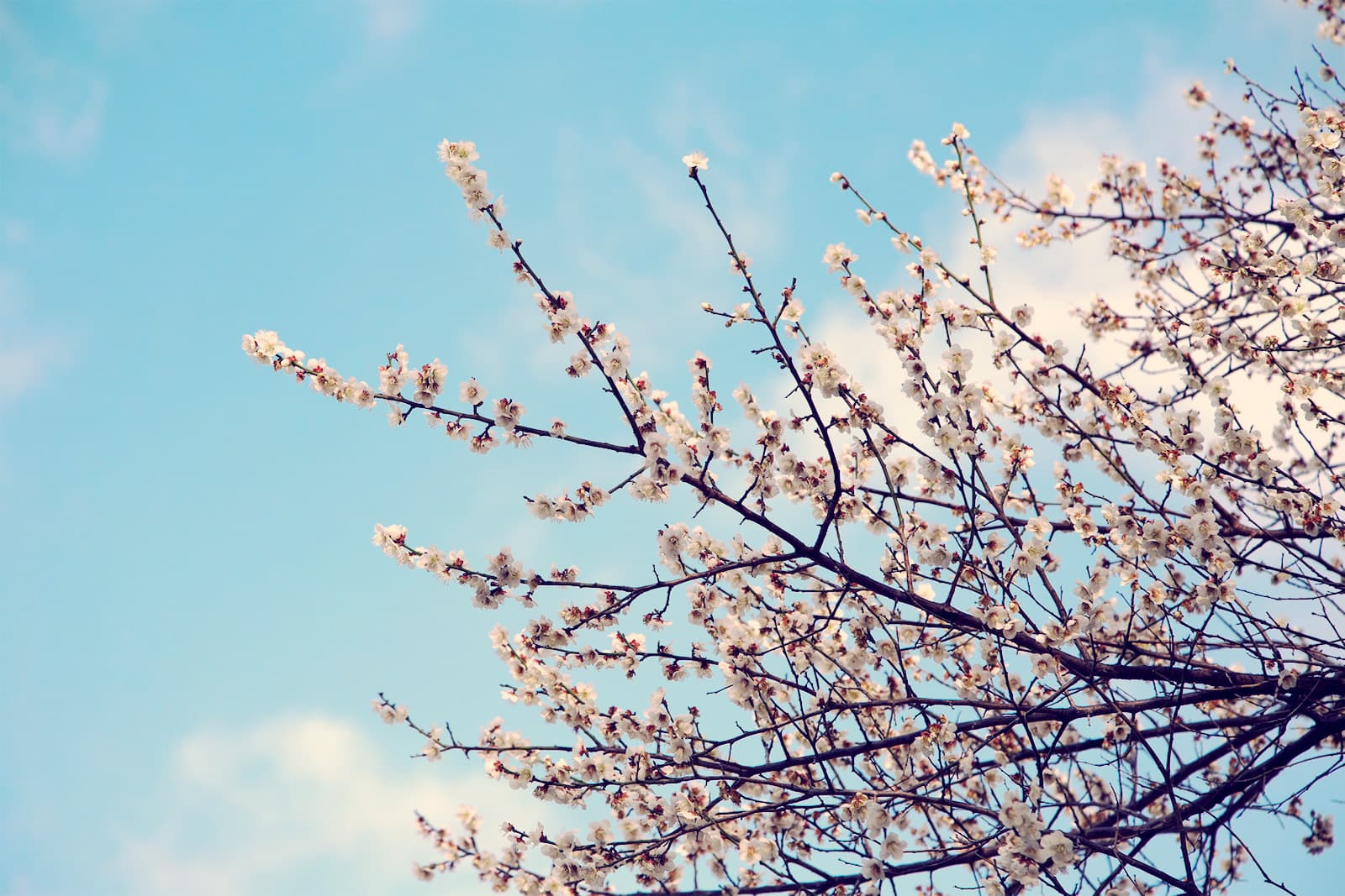 写真：桜